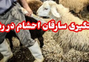 به دام افتادن سارقان احشام در سراوان رشت