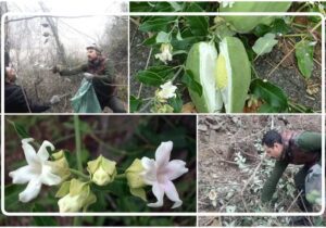 گیاه مهاجم آروجیا بلای جان جنگل‌های گیلان