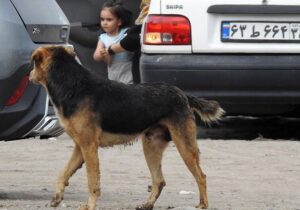نگرانی مقام‌های رشت از جولان سگ‌های ولگرد