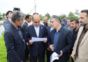 آغاز عملیات نشا مکانیزه برنج بر اساس تقویم زراعی در گیلان