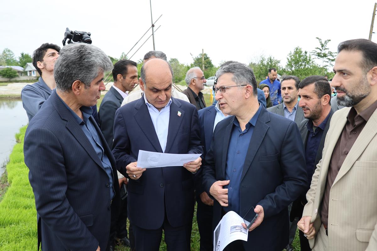 آغاز عملیات نشا مکانیزه برنج بر اساس تقویم زراعی در گیلان