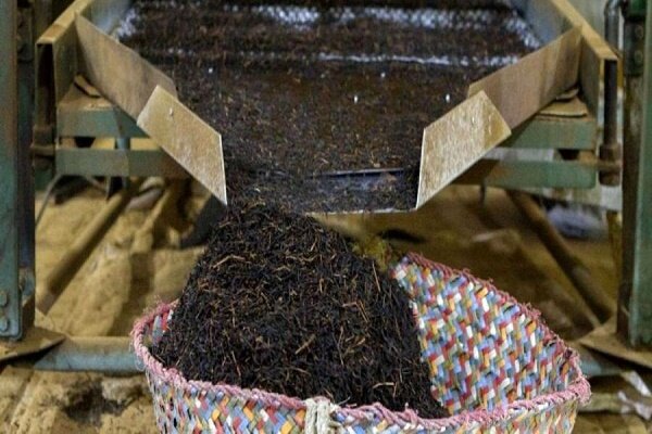 9 هزار تن چای بهاره تولید شد