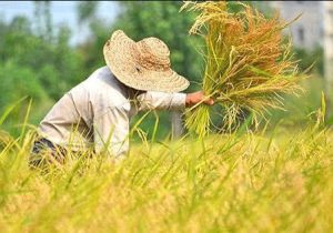 پیش بینی تولید یک میلیون و ۱۵۰ هزار تنی شلتوک در گیلان